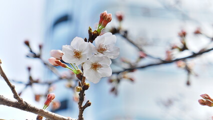 桜