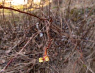 close up of a branch of a tree