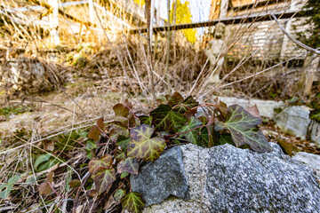 Eføy (Hedera helix)