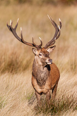 Red deer stags roaring and fighting in the woodlands of London, UK	