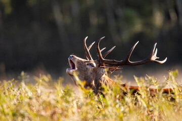 Red deer stags roaring and fighting in the woodlands of London, UK