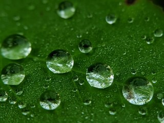 water drops on green leaf