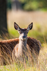 Fototapeta premium Red Deer hind, or ewe, and a calf walking in the long grass in London