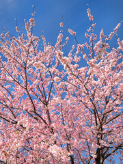 満開のオオカンザクラ