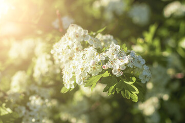 Hawthorn blossom branches illuminated by sunlight in spring.