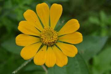zinnia elegans flower of the genus Zinia with a beautiful yellow color growing in the garden