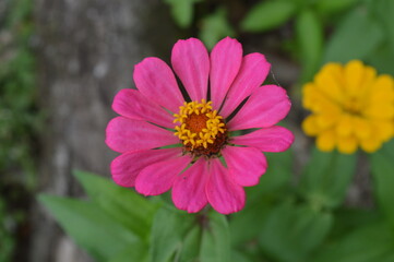 Obraz premium pink cosmos flower