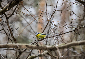 Fototapeta premium beautiful and bright titmouse on a branch on a sunny spring day 