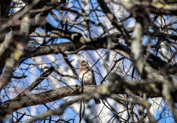 pied thrush on a branch on a sunny spring day 