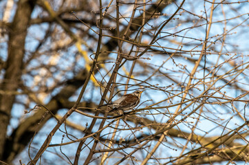 pied thrush on a branch on a sunny spring day 