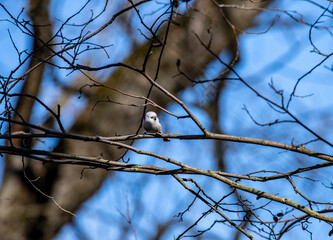 Fototapeta na wymiar beautiful and bright titmouse on a branch on a sunny spring day 
