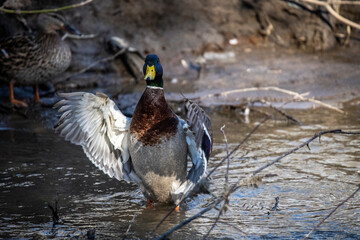 a drake spreads its wings on a pond in anticipation of spring 