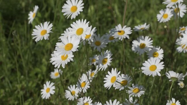 Lots of white daisies in the wild.