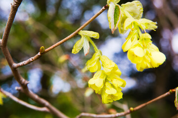 トサミズキの花	