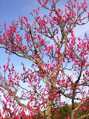 里山に咲く紅梅と青空