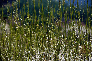 Dense small and lovely white plum buds and branches