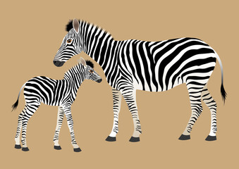 Zebra. Mother with her baby. Vector ilustration isolated. - 494837568