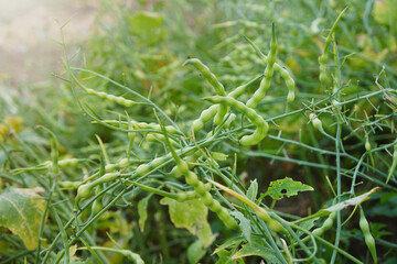 light green pods of Rat-tailed Radish. Raphanus sativus Linn var. caudatus Alef.