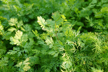 Fototapeta na wymiar Fresh cilantro to green in the field. Green Chinese parsley or coriander.