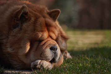 Chow dog in the grass