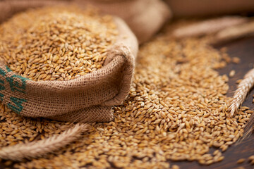 barley grain on the wooden background