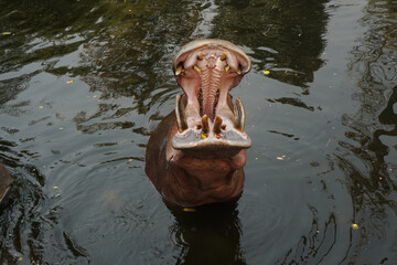 A hippo is in the water with its mouth open for food. A hippopotamus is yawning.