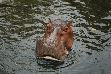 Fototapeta na wymiar The hippo is poking its head out of the water. Hippopotamus.