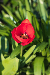 Spring tulips flowering in home garden