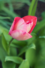 Spring tulips flowering in home garden