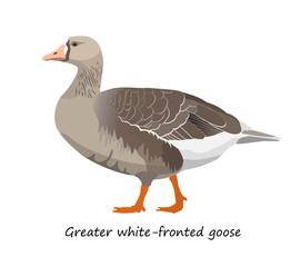 Greater white-fronted goose isolated on white background. Vector illustration