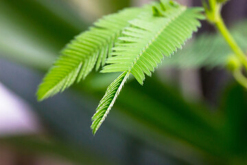 Mimosa pudica green leaves. Shy plant called sensitive, sleepy, action plant, touch-me-not, shameplant, Morivivi. Small leaflets start to fold up. Touching it by human hand causing leaf to close.