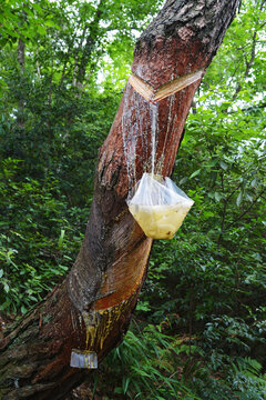 wild plant Rosin collection raw material