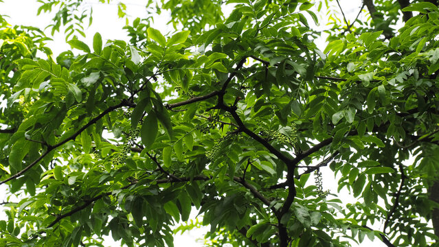 big wild geeen Honeylocust tree