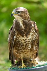 Fototapeta premium bird of prey