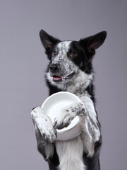 dog holding an empty bowl. Happy Border Collie on a grey background in studio. feeding pet - obrazy, fototapety, plakaty