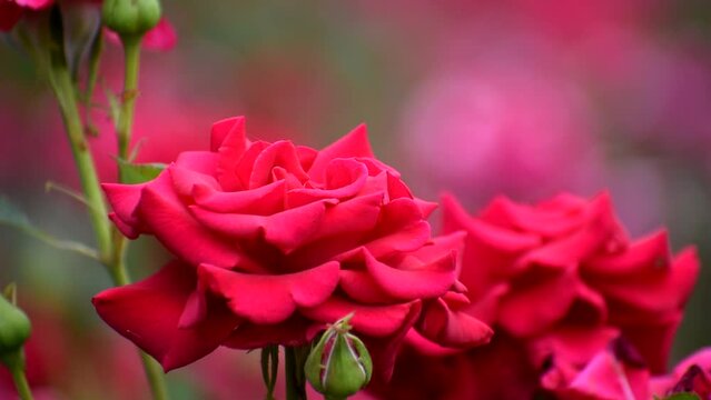 Red roses close up. very beautiful summer flowers.