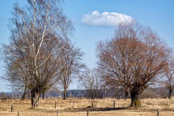 Wiosna w Dolinie Narwi, Podlasie, Polska