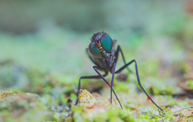 Adult Long-legged Fly of the Family Dolichopodidae