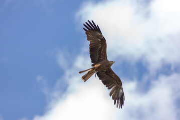 eagle in flight