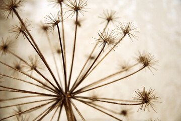 Dry blurred hogweed with branches and buds like a dandelion. Seasonal plants and abstract nature