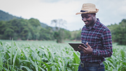 African Farmer with hat using tablet in the organic corn plantation field.Agriculture or cultivation concept - obrazy, fototapety, plakaty