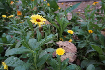 Yellow Sunflower (Dimorphotheca; Vaill. ex Moench) in the park