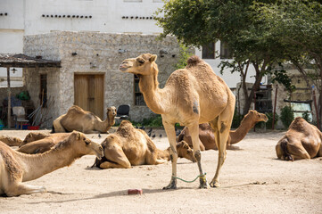 Camels at the camel market at Souq Waqif in Doha, Qatar