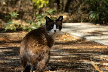 GATO CAFE CON BLANCO