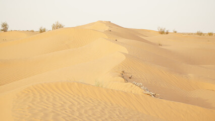 Fototapeta na wymiar Yellow sand in the Sahara Desert at Douz in Tunisia.