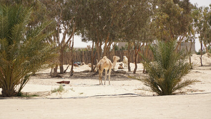Yellow sand in the Sahara Desert at Douz in Tunisia.