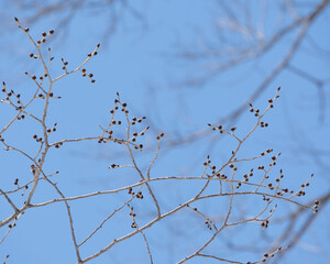 ハルニレの冬芽(Winter bud of Japanese Elm)