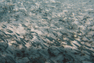 Colorful Fishes under Blue Water of Indian Ocean near Luxury Maldivian Villa, Maldives