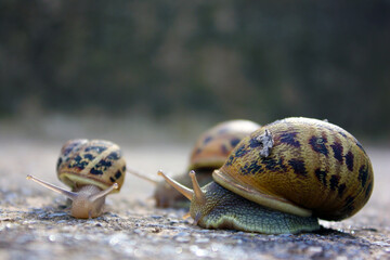 Snail family on a road by the beach, Karaburun, İzmir