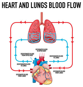 Diagram showing heart and lungs blood flow